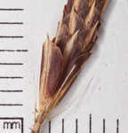 Baltzell's sedge